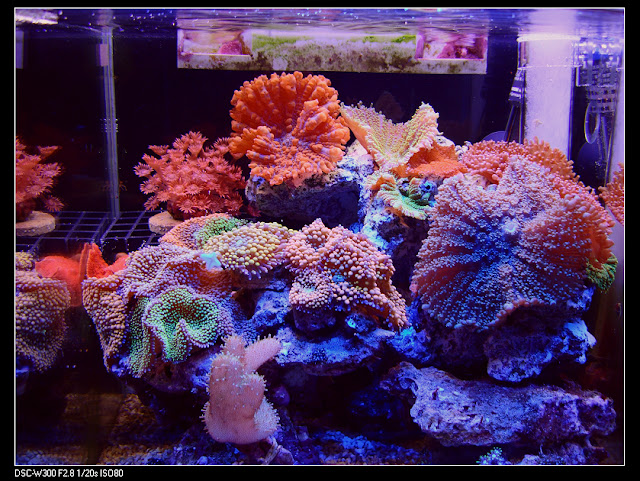 DSC00531.JPG