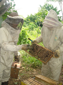 apicultores con panal