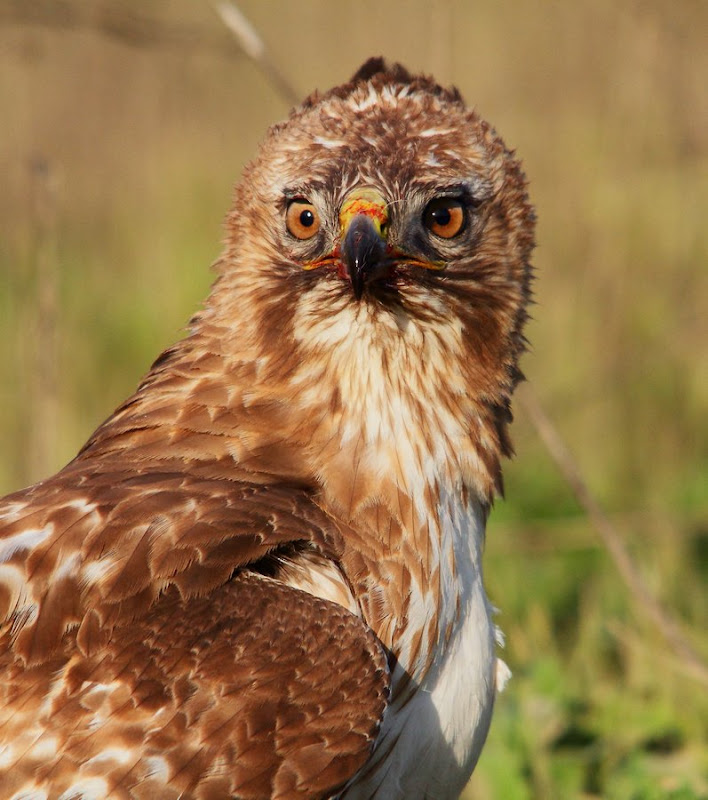 IMAGE: https://lh6.googleusercontent.com/-8Cg7eyymFyM/TZPTSHMCYWI/AAAAAAAAz_k/_yDlgTpYL9o/s800/WS_070919r.jpg