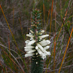 Epacris Obtusifolia (Blunt-leaf Heath) (105526)