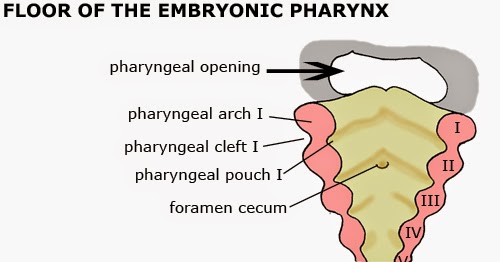咽囊 Pharyngeal Pouch 小小整理網站smallcollation