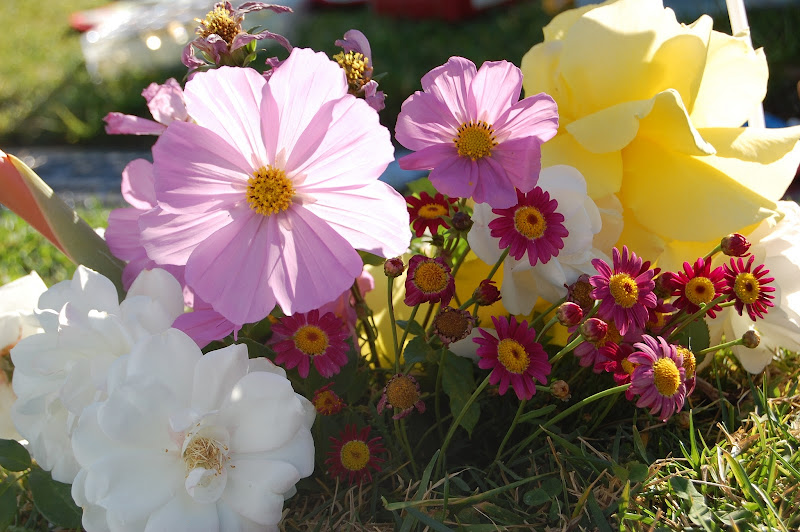 flowers from the garden