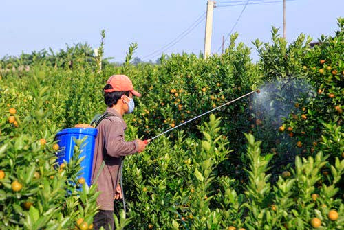 Nhiều người chọn dùng phương pháp phun thuốc trừ sâu để cứu vườn quất.