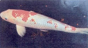 Jenis Ikan Koi GINRIN Jenis Ikan Koi GINRIN - pusber.com