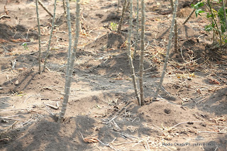 Boutures de manioc dans la province de Bandundu, juillet 2014. Radio/Ph. John Bompengo