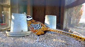 Some of the exotic birds saved and on display on the properties of Cline Cellars