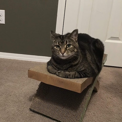 Casey Bridge Phone Number, Address, Age, Contacts [25 Records Found