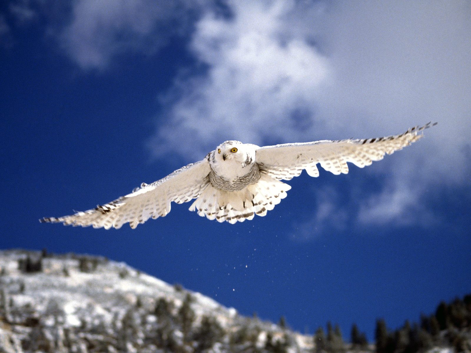 Arctic Snowy Owl Flying