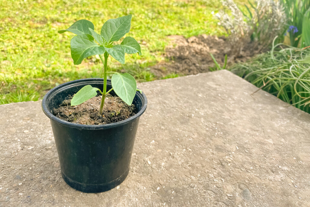 Start hardening off seedlings a few weeks before transplanting