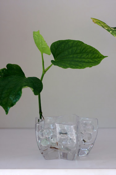 Bán chậu thủy tinh hạt nước trồng cây