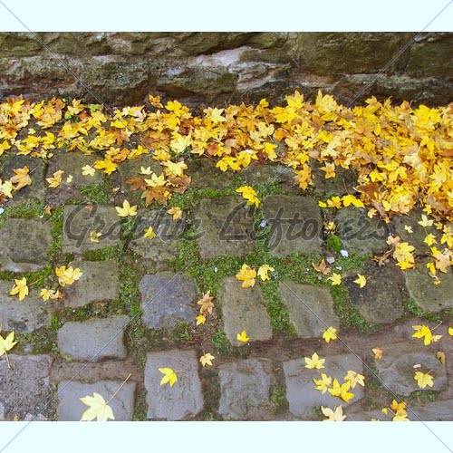 yellow-autumn-leaves-laying-on-cobblestone-near-a-vintage-wall.jpg