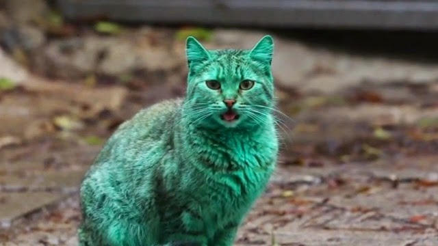 Misteri Kucing Hijau Kembali Kepada Warna Asal Misteri Kucing Hijau Kembali Kepada Warna Asal