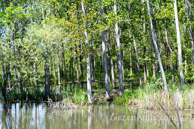 Sakarya, Karasu'daki Acarlar Longozu'ndaki su içindeki orman