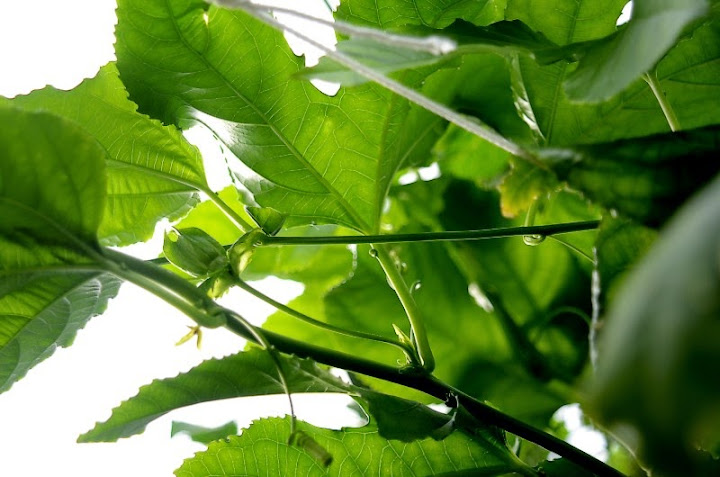 p%2520edulis%2520nuppu.jpg