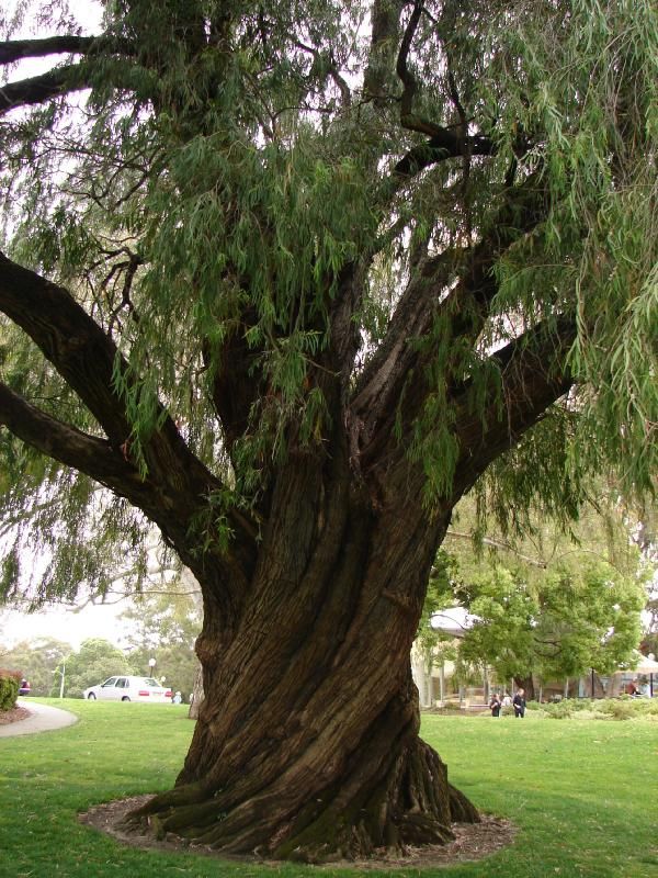 У какого растения несколько стволиков. Столетняя ветла. Дерево Элайя Буйбон. Деверо Кипр. Исполинский ясень.