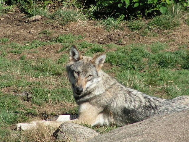 Les Loups de Chabrière PICT0530