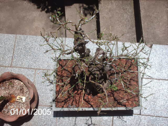 Prunus Serrulata Mume-Umê  II... PICT2494