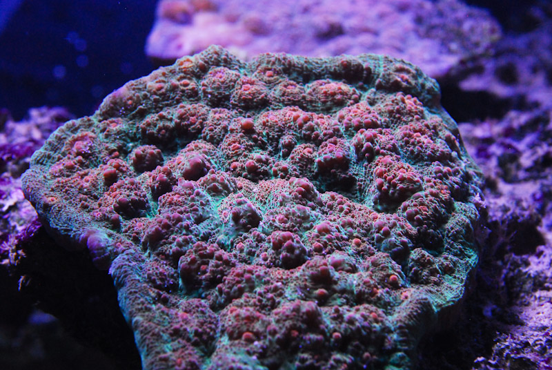 coral20110527-41.jpg