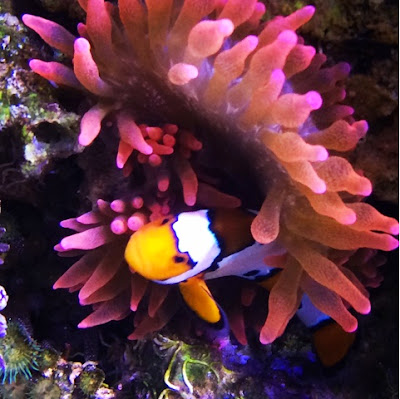 Snow onyx hybrid percula clownfish with RBTA rose bubble tip anemone