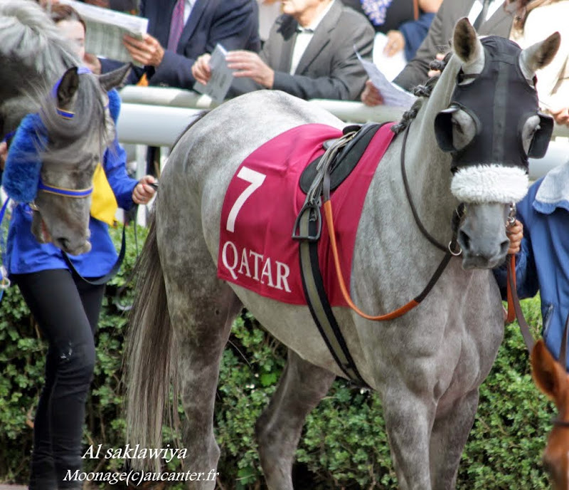 Photos Longchamp - préparatoires Arc 14-09-2014 IMG_3102