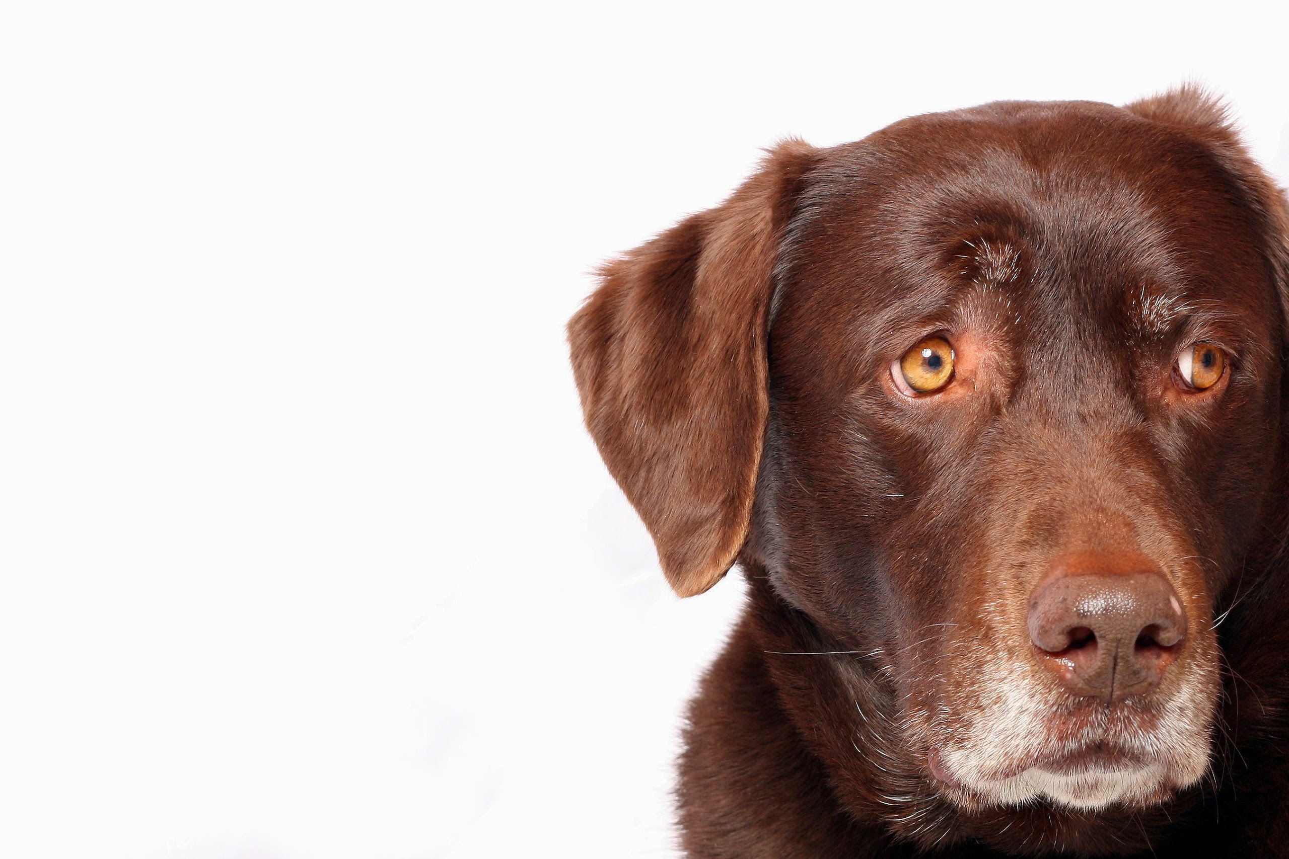 remedies for tick removal from dogs surroundings 509 pet services