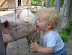 Мальчик целует свинью