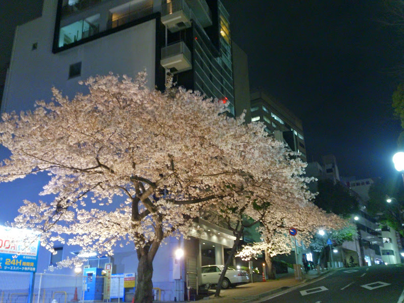 兵庫県不動産会館の夜桜