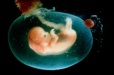 Embrión. Sorteo de un bebé fecundación in vitro en el Reino Unido