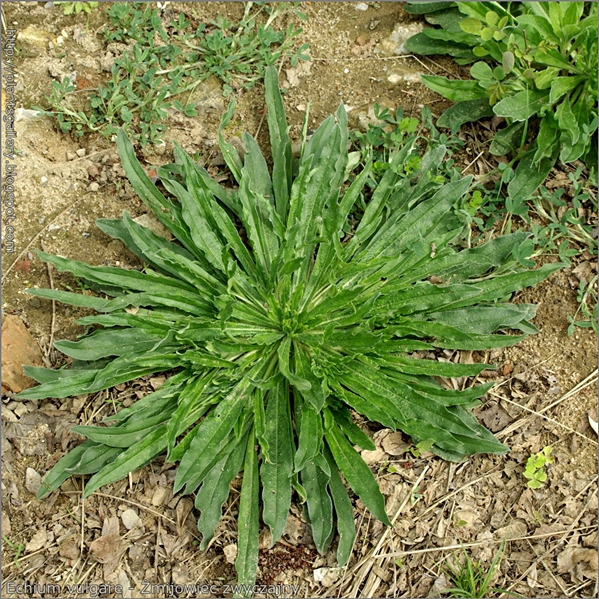 Echium vulgare - Żmijowiec zwyczajny młoda roślina