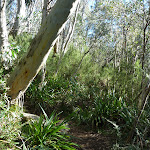 Enjoying the dense forest on the Merrits Nature Track (275801)