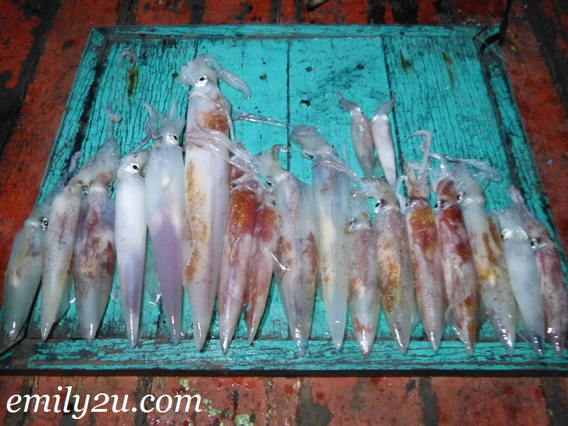squid jigging candat sotong