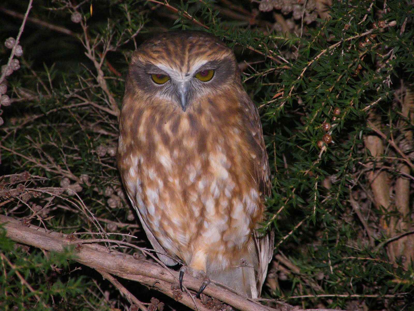 Description: Ninox novaeseelandiae undulata.jpg