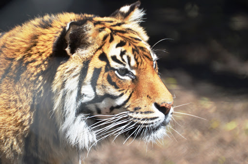 Hamilton Zoo