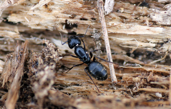 The Big Ant - Camponotus pennsylvanicus 