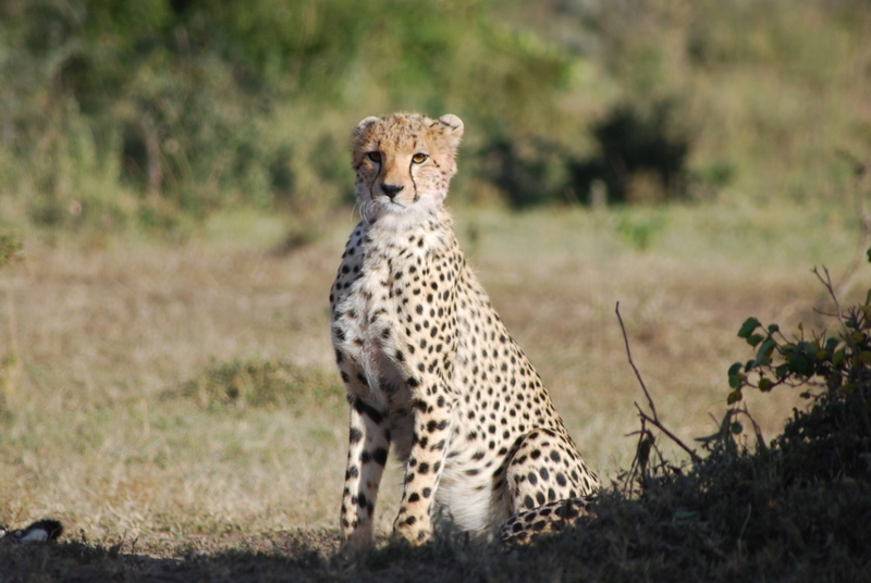 El zoo más grande del mundo - Kenya (2009) - Blogs de Kenia - Maasai Mara (27-29 de junio de 2009) (34)