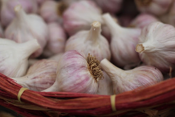 basket of slightly-purple garlic