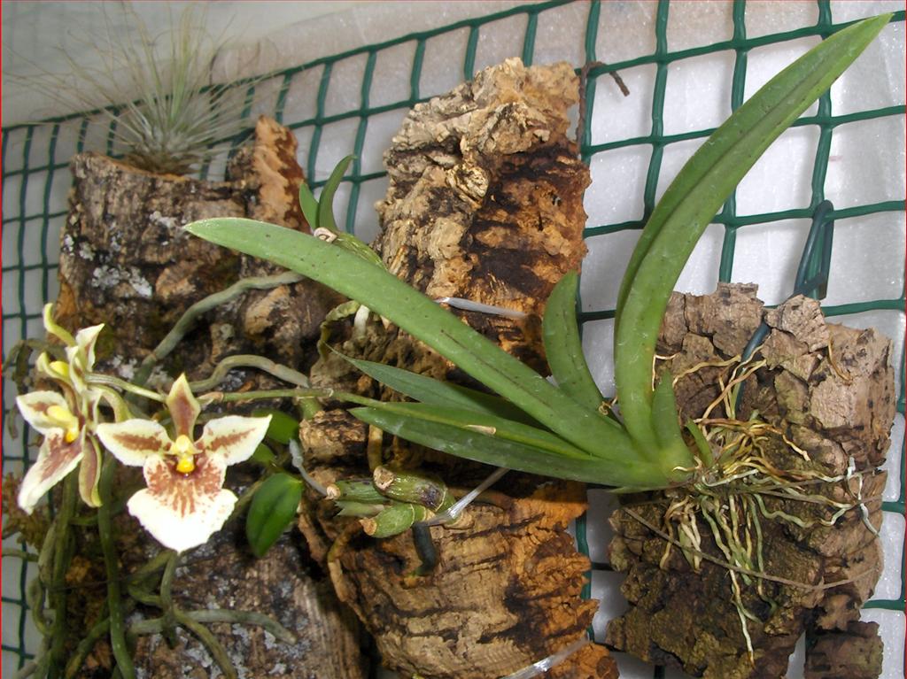 Orchidee in fiore: Tolumnia triquetra, fioritura inaspettata