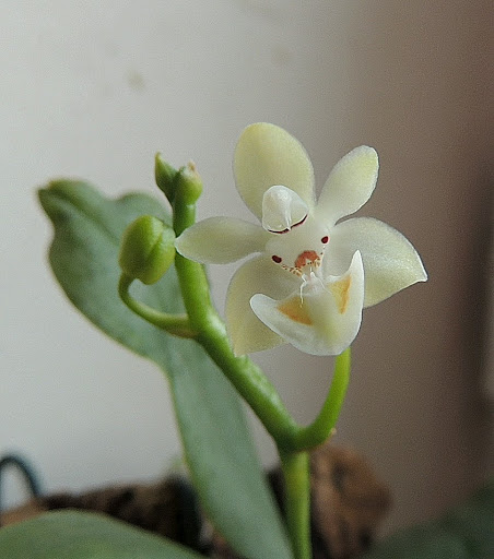 Phalaenopsis thailandica DSCN0282