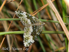 Geometridae, Larentiinae, Xanthorrhoini, Xanthorrhoe sp