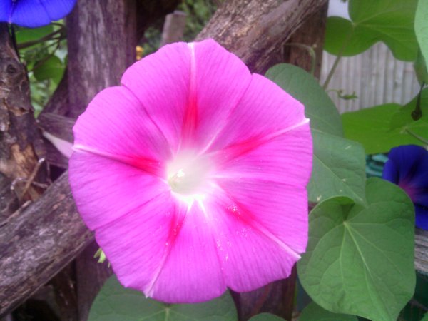 Pink Morning Glory Flower Vine