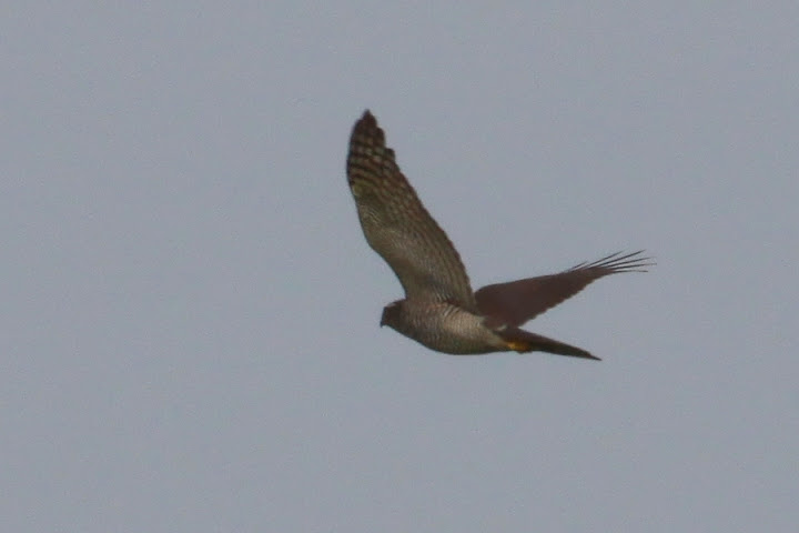 ID Rapina Açor? IMG_5933b