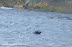 Grey seal