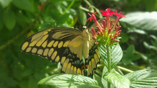 Tourist Attraction «The Shops at The Butterfly Estates and Florida Native Butterfly Society Conservatory (501c3)», reviews and photos, 1815 Fowler St, Fort Myers, FL 33901, USA