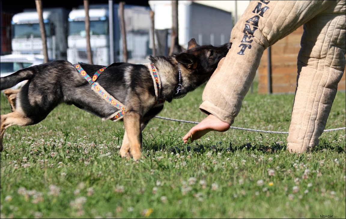 Des BA, des malinois !!! Photo%252520109