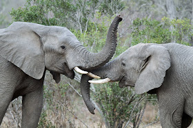 Wildlife Photos of Elephant's Fight (Mala Mala, South Africa)