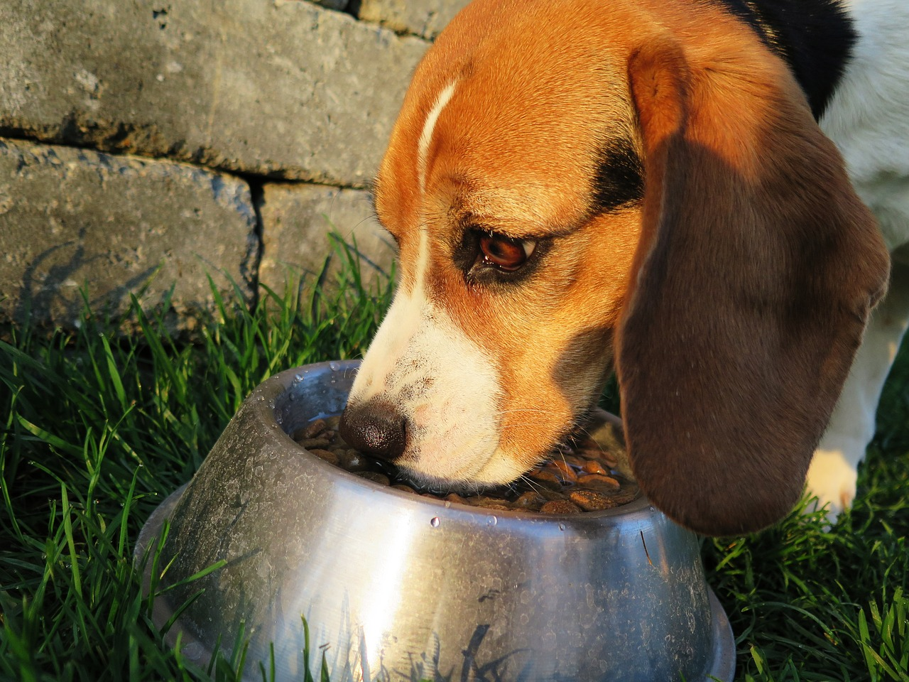 A dog eating a bowl of dog food
