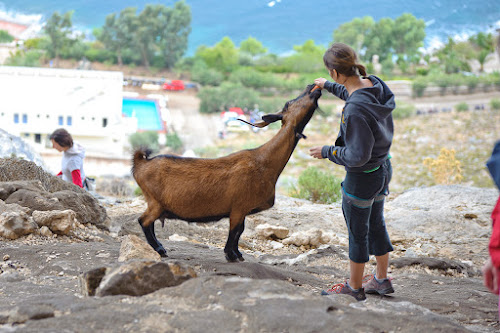Ellen feeds goat