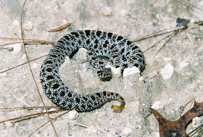 Dusky Pygmy Rattlesnake - Sistrurus miliarius barbouri - Center for Snake  Conservation