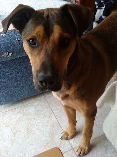 639.piti%252520eb%2525C3%2525A9dn%2525C3%2525A9l%252520%2525283%252529.JPG