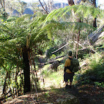 Walker under fern on Victoria Falls Track (52406)